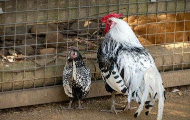 Silver-Spangled Hamburg cock