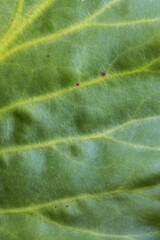 green leaf texture close up.  natural plant background