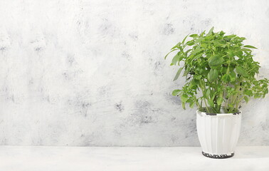 Kitchen table with potted basil.Simple home kitchen interior, mockup for product design and display, zero waste and healthy lifestyle concept,
