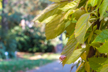 natural autumn background.  colorful leaves of wild grapes close-up.  place for text