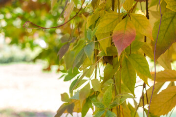 natural autumn background.  colorful leaves of wild grapes close-up.  place for text