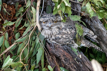Tawny Frogmouth (Podargus Strigoides)