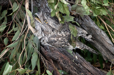 Tawny Frogmouth (Podargus Strigoides)