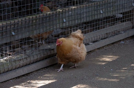 Strutting Chicken