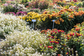 natural flower background.  colorful chrysanthemums in the garden close-up