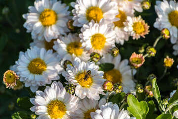 Obraz premium natural flower background. daisies close-up, a bee pollinates a flower bud