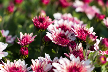 Obraz premium natural flower background. flowers of white and pink chrysanthemums close-up