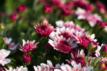 Obraz premium natural flower background. flowers of white and pink chrysanthemums close-up