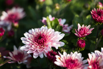 Obraz premium natural flower background. flowers of white and pink chrysanthemums close-up