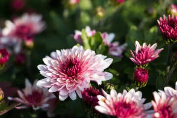 Obraz premium natural flower background. flowers of white and pink chrysanthemums close-up