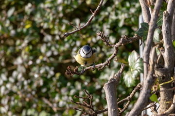 Blue tit perched in a tree.