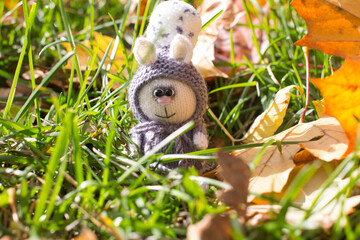 Autumn knitted kitten with knitting needles, on the road with yellow fallen leaves. Creative workshop on handmade needlework