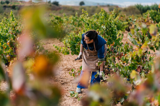 Female farmer cutting off grape leaves