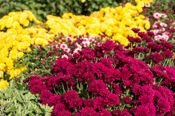 natural flower background.  colorful chrysanthemums in the garden close-up