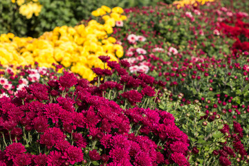 Obraz premium natural flower background. colorful chrysanthemums in the garden close-up