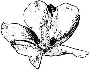 sketch of a lily