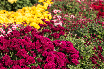 natural flower background.  colorful chrysanthemums in the garden close-up