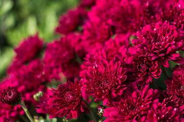 natural flower background.  pink chrysanthemum flowers close up