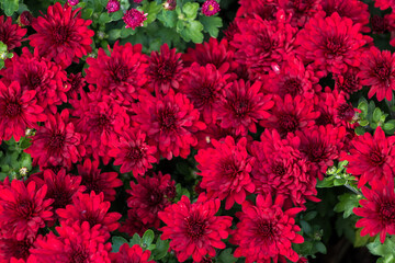 natural flower background.  red chrysanthemum flowers close up