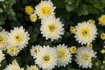 white-yellow chrysanthemums.  natural flower background