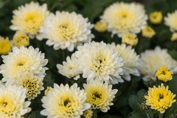 white-yellow chrysanthemums.  natural flower background