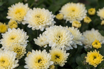 Fototapeta premium white-yellow chrysanthemums. natural flower background