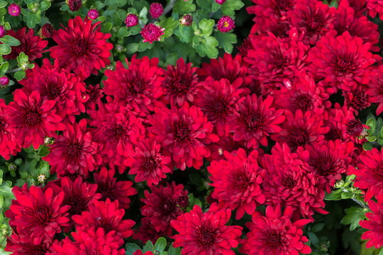 natural flower background.  red chrysanthemum flowers close up