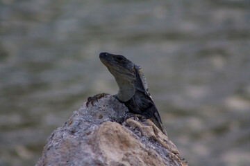 iguana asomandose