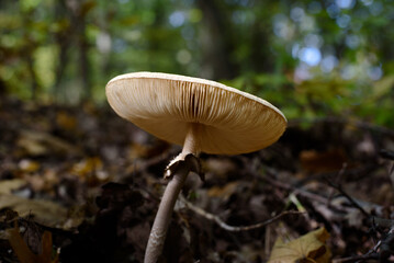 Mushrooms in forest.