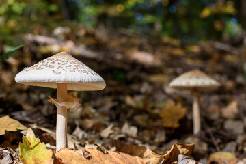Mushrooms in forest.