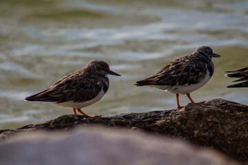 dos aves posando