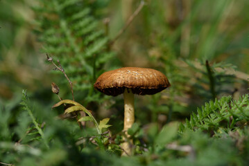 Mushrooms in forest.