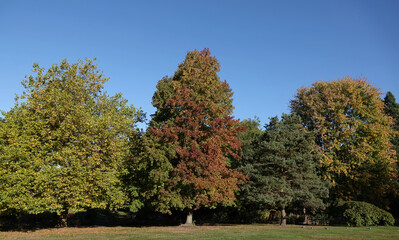 Obraz premium Beautiful autumn colours on the trees in a park. 