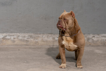 An American bully breed dog with bearing, looking at the horizon being alert