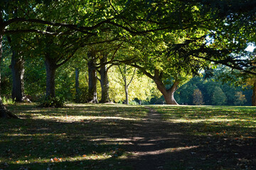 Fototapeta na wymiar A scenic view of a footpath through the trees in a park on a sunny morning. 