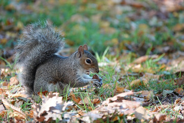 Naklejka na ściany i meble A grey squirrel on the ground in a park eating an acorn on an autumn day. 
