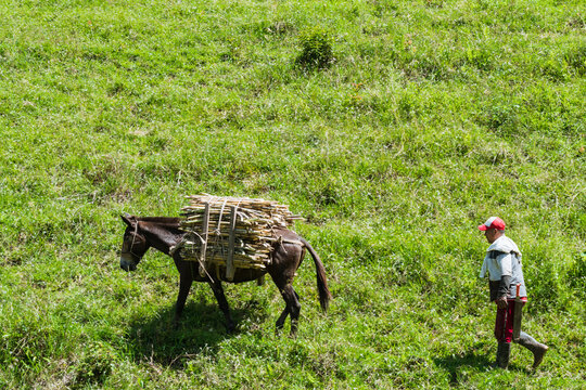 general view of a mule driver crossing a paddock with his mule loaded with sugar cane. working man in the field carrying the raw material for the production of panela. concept of agriculture