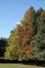 A vertical shot of trees in a park displaying the changing colours of autumn. 