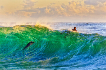 Fototapeta premium Sea Whale wave 2 surfers