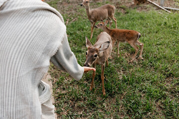 Close up of a a woman feeding a deer