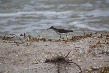pajarito caminando en la playa