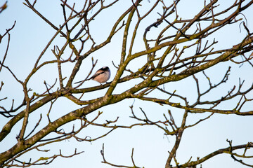 Long-tailed tit perched in a tree with blue sky background.