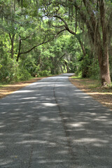 Lush green live oaks