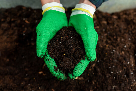 Woman's hands in green gloves holding soil