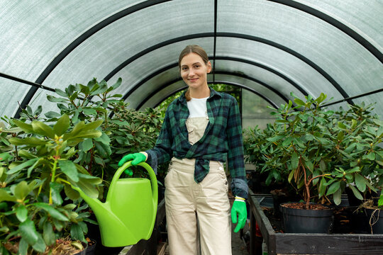 Rhododendron in greenhouse