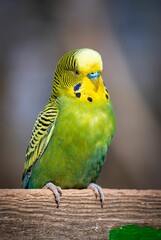 Vertical shot of a green Budgerigar (Melopsittacus undulatus) parrot
