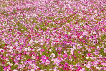 Obraz premium field of pink and white flowers