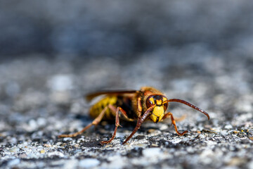 Horse wasp on a yellow leaf.