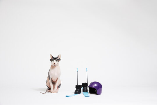 Skiing Cat