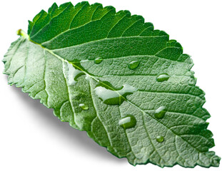 Green Leaf with Water drops isolated on white